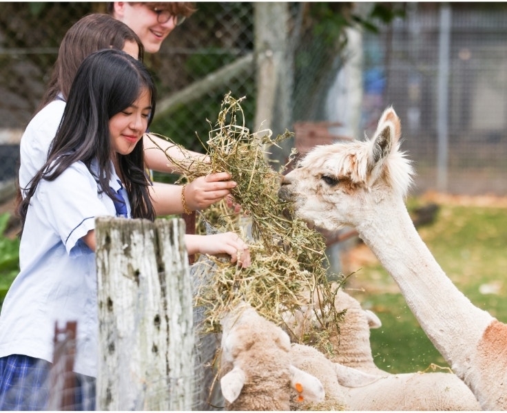 Students feeding the animals in the agricultural farm